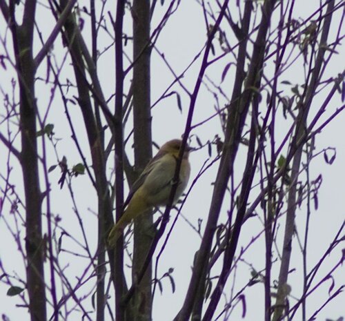 Bullock's Oriole
