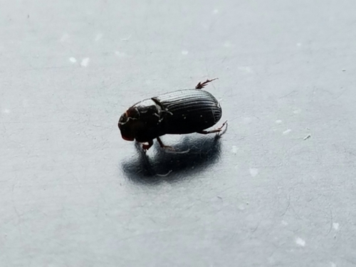 Black Fairway Beetle photo 5