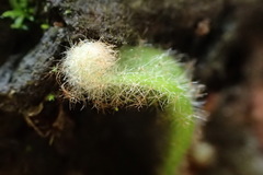 Pyrrosia linearifolia