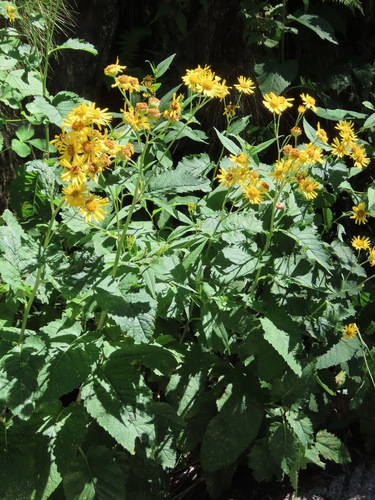 Jacobaea alpina, photograph 4