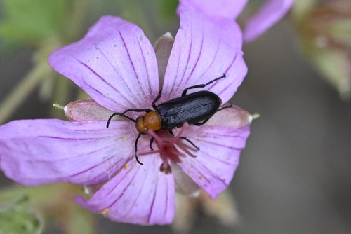 Nemognatha nigripennis