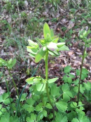 Aquilegia vulgaris