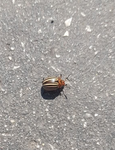 Colorado Potato Beetle