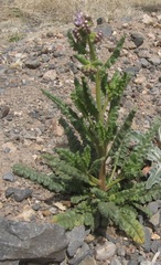 Phacelia integrifolia