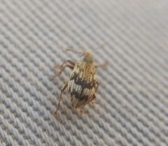 Polydrusus tereticollis