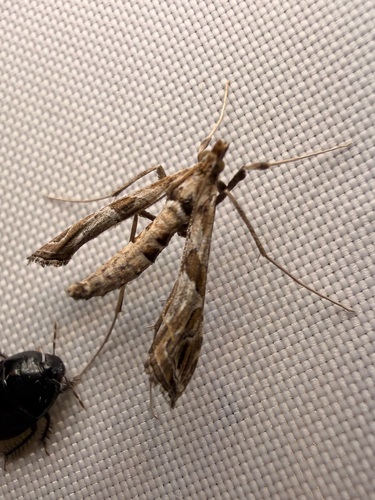 Interrupted Lineodes Moth photo 5
