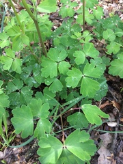 Aquilegia vulgaris
