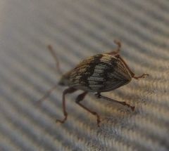 Polydrusus tereticollis