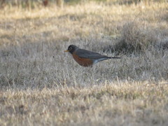 Turdus migratorius image