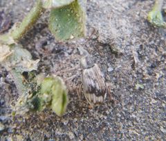 Polydrusus tereticollis