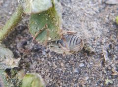 Polydrusus tereticollis