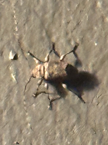 Sternidius mimeticus