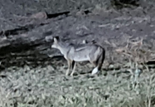 Side-striped Jackal