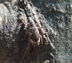 Polydrusus tereticollis