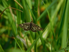 Pyrausta aurata
