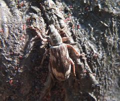 Polydrusus tereticollis