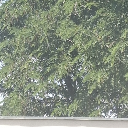 black locust