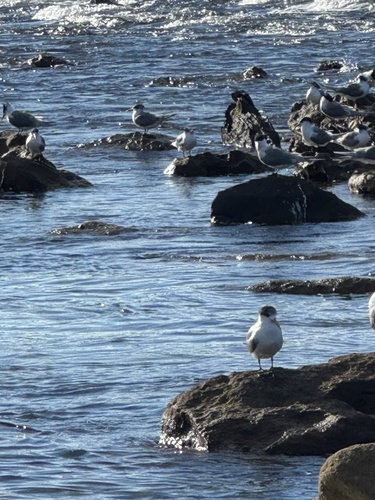 iNaturalist image