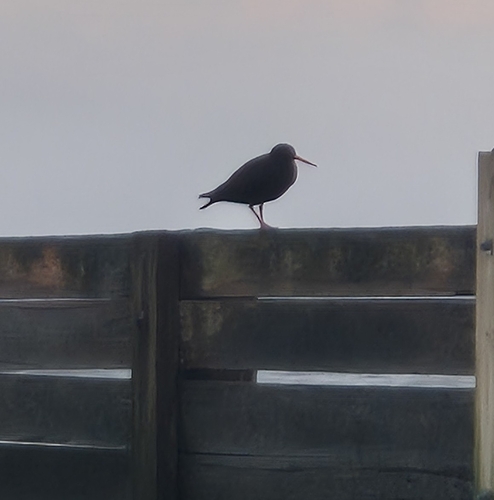 Sooty Oystercatcher