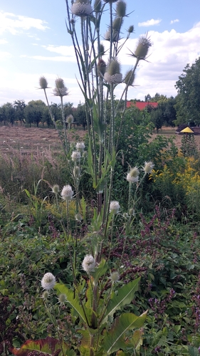 cutleaf teasel