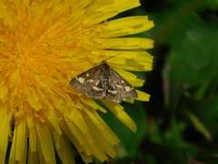 Pyrausta aurata