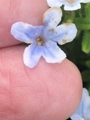 Lithodora