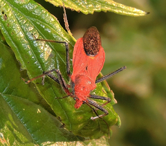 Cutocoris russatus