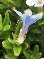 Lithodora