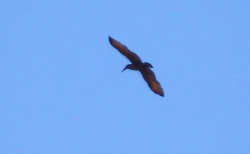 iNaturalist image