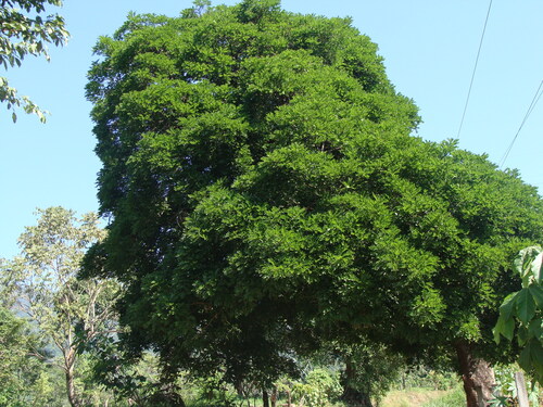 Andira inermis