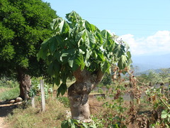 Sterculia apetala