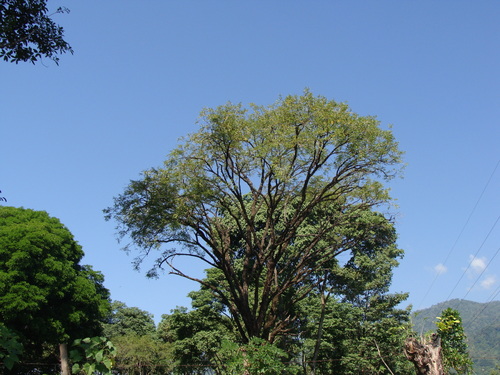 Diphysa americana, photograph 2