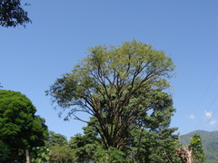 Diphysa americana, photograph (c) Alexis López Hernández, some rights reserved (CC BY)