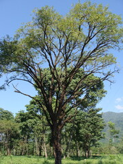 Diphysa americana