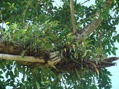 Encyclia cordigera