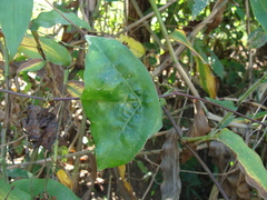 Passiflora sexocellata, photograph (c) Alexis López Hernández, some rights reserved (CC BY)