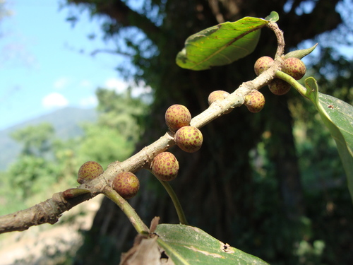 Ficus costaricana, photograph 6