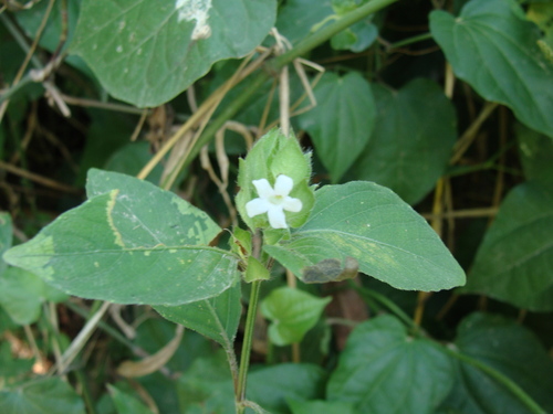 Ruellia blechum, photograph 6