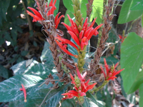 Aphelandra scabra, photograph 5