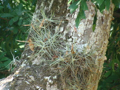 Tillandsia schiedeana, photograph (c) Alexis López Hernández, some rights reserved (CC BY)