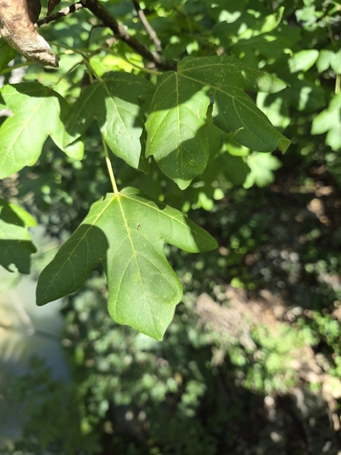 field maple