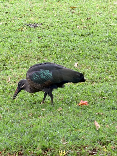 iNaturalist: (c) mkfly42, some rights reserved (CC BY-NC) iNaturalist image