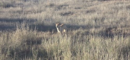 Dingo