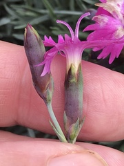 Dianthus gratianopolitanus