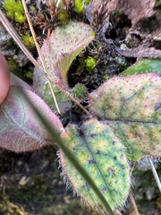 Brachyglottis lagopus, photograph (c) Anna Burrows, some rights reserved (CC BY)