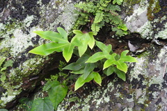 Pyrrosia polydactylos