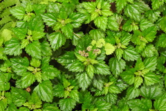 Nanocnide japonica