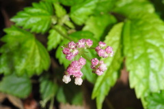 Nanocnide japonica