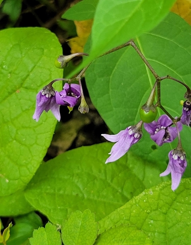 bittersweet nightshade
