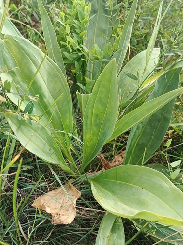 Наблюдение на iNaturalist